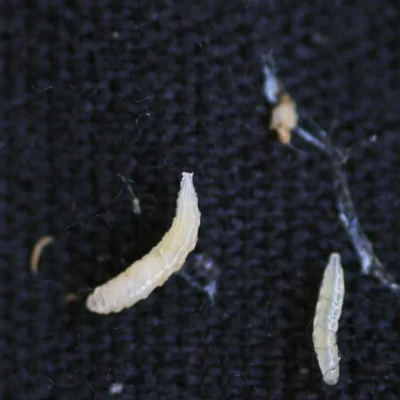 thumbnail for publication: Cob Flies, Megaselia spp. (Diptera: Phoridae), in Sweet Corn
